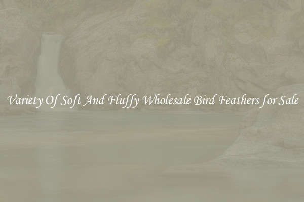 Variety Of Soft And Fluffy Wholesale Bird Feathers for Sale